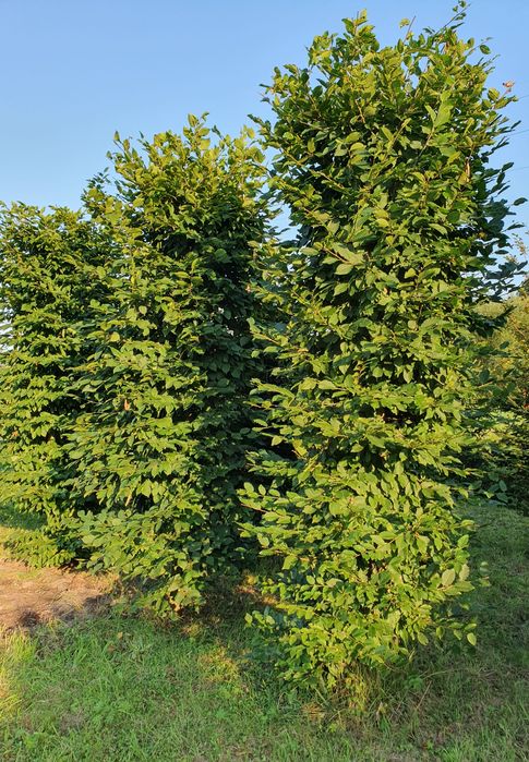 Grab pospolity formowany kolumna prostopadloscian