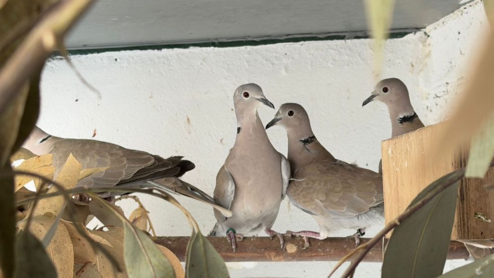 Streptopelia decaocto (Criador Registado ICNF)