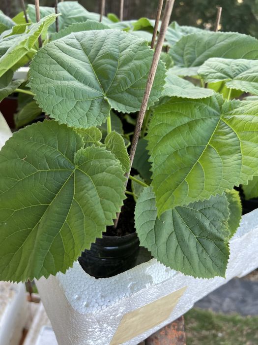 Paulownia elongata