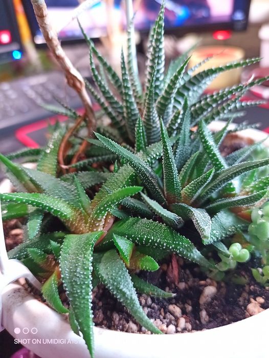 Хавортия аттенуата энон Тамба