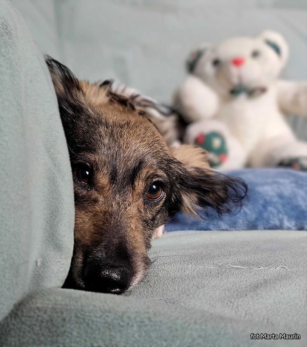 MEGI - malutka, słodka i delikatna sunia do adopcji