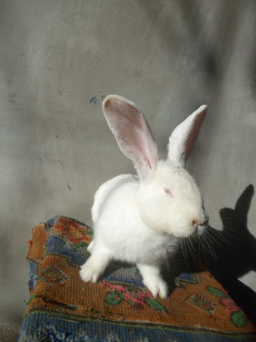 Кролі різних порід