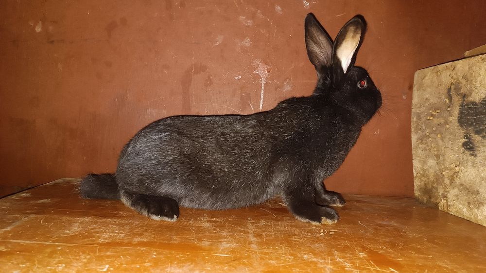 Продам Вагових кролів породи Полтавське Срібло