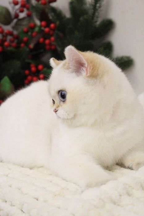 Британская шиншилла