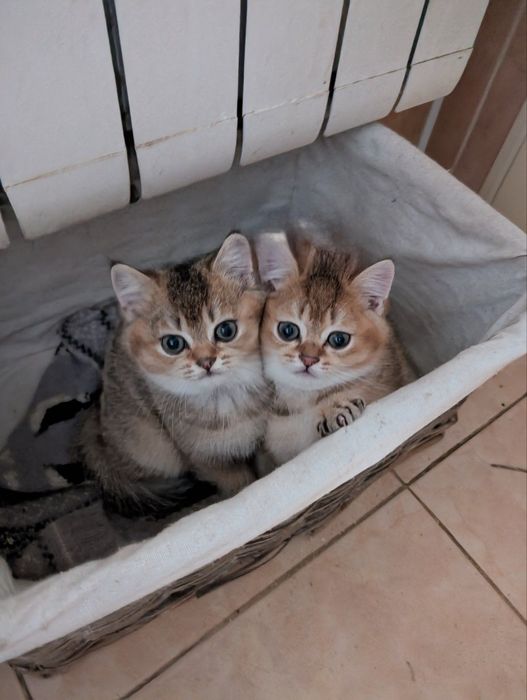 кошенята породи золота шиншила