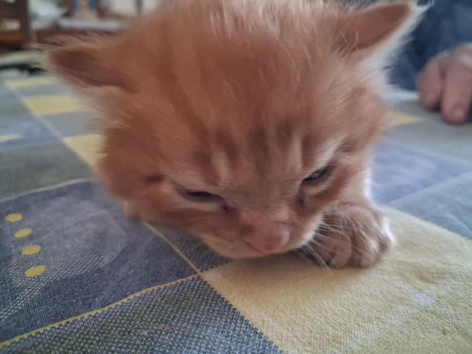 Gatinhos com 1 mês
