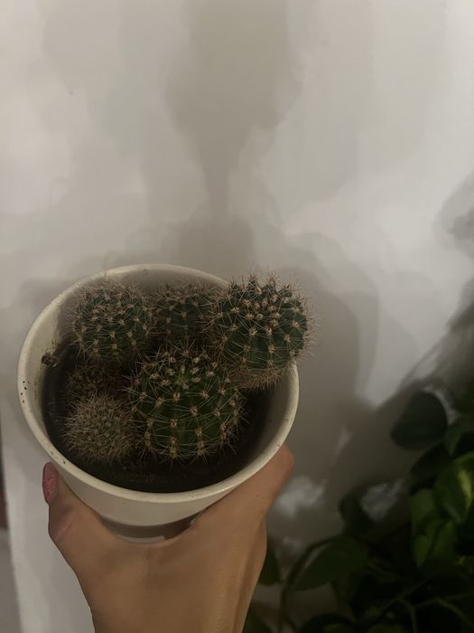 Kaktus Echinopsis hybrid
