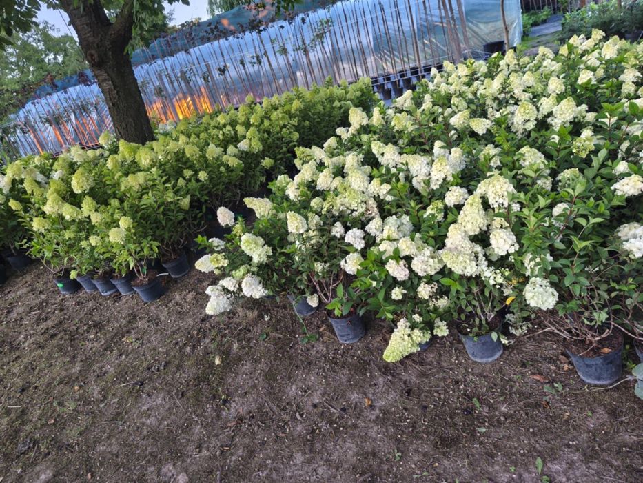 Krzewy ozdobne, szkółka trawy hortensja