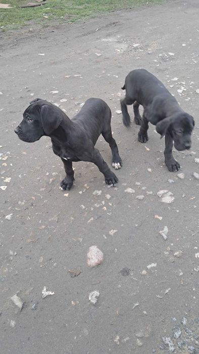 Dog Niemiecki suczka