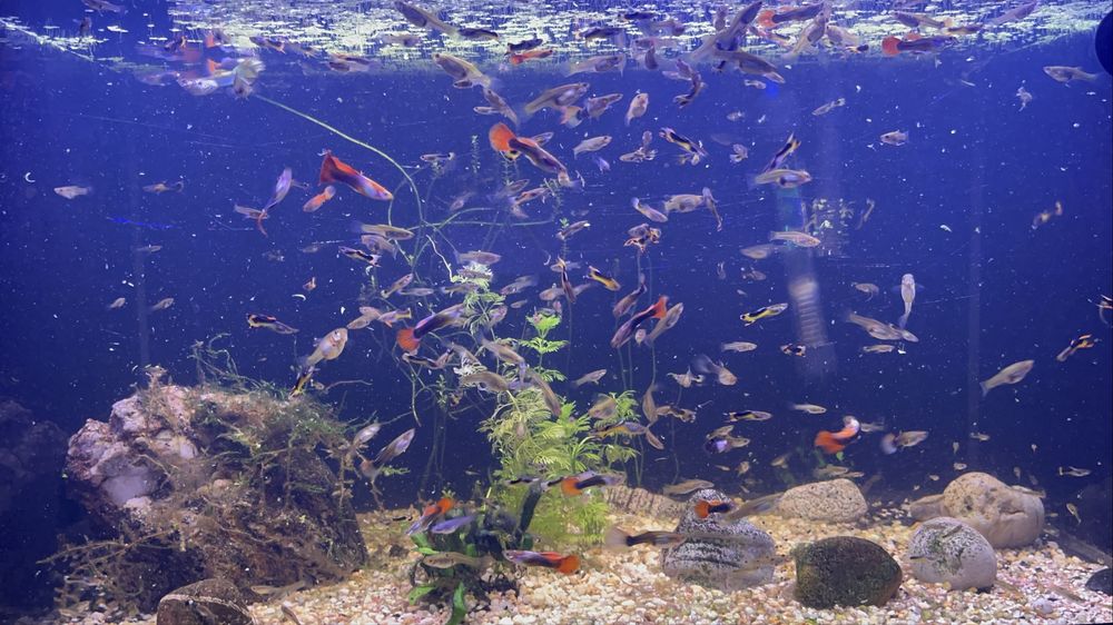 Endler Saddleback - Guppies
