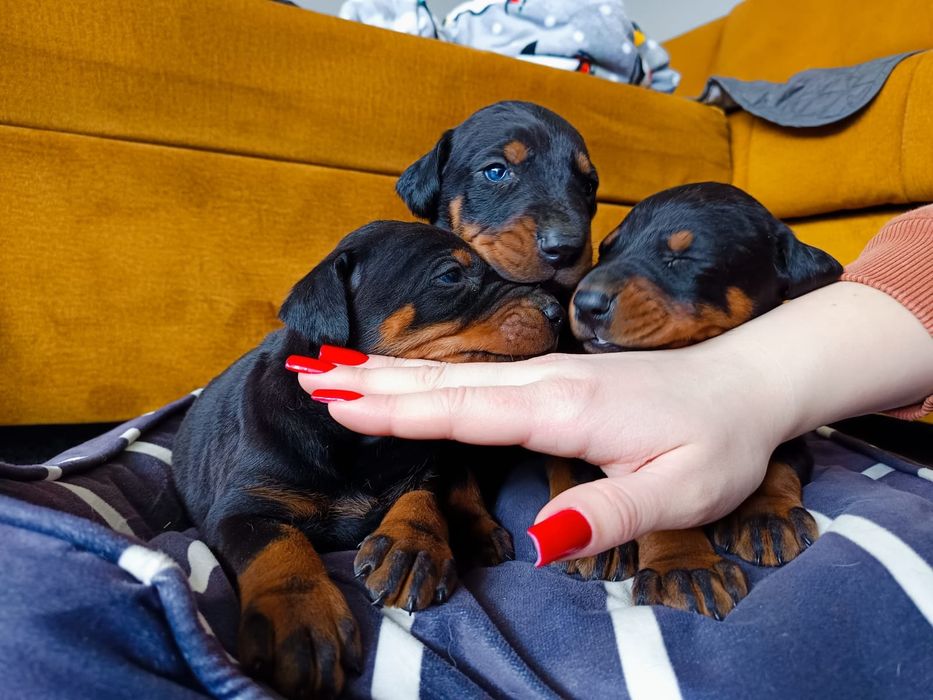 Doberman Szczeniak