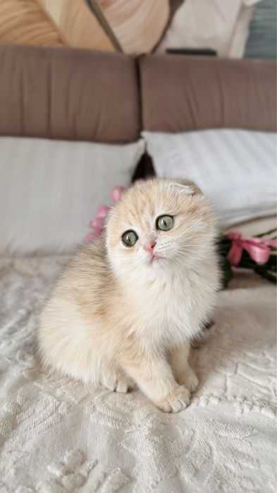 Котобанда шотландських золотих шишилл