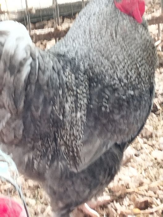 Ovos Férteis Maline