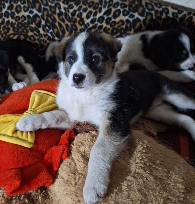 Найвідданіші красунечки- двортер'єри