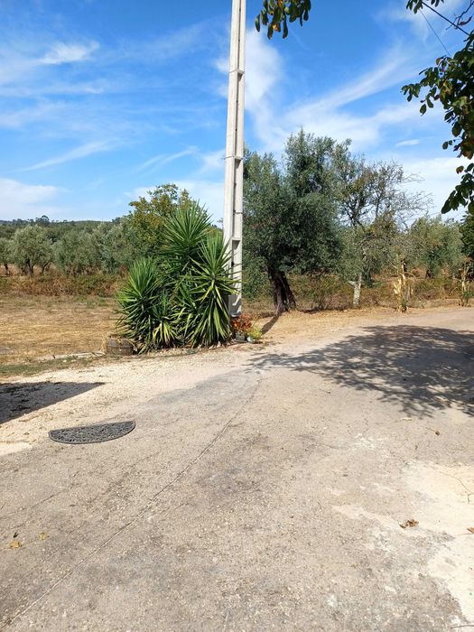 Terreno para construção: 1,2 ha Rego da Murta - Ferreira do Zêzere