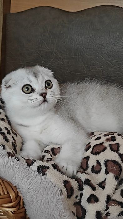 Шотландские вислоухие котята серебристой шиншиллы