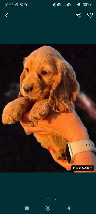 Поспішайте  є в наявності плюшеві Кокер Спанієль!Акція!