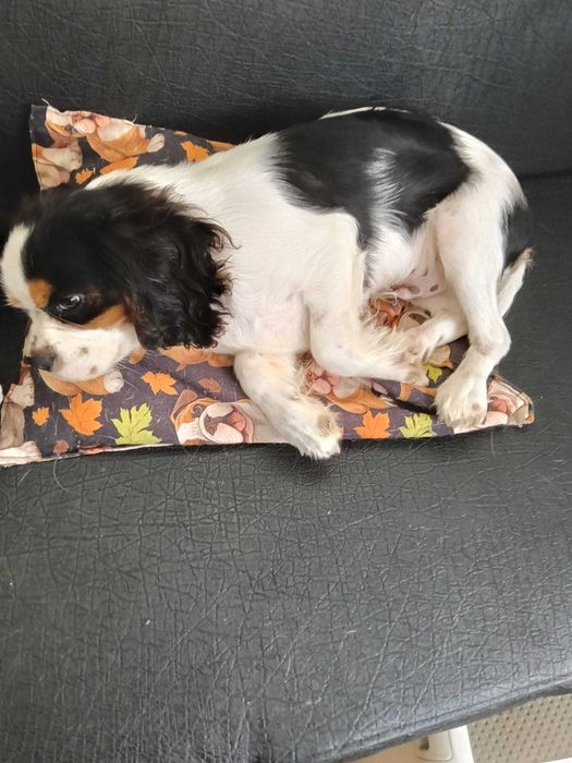 Vendo cachorro Cavalier King Charles