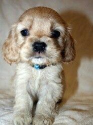 Чарівний хлопчик англійського кокер-спанієля