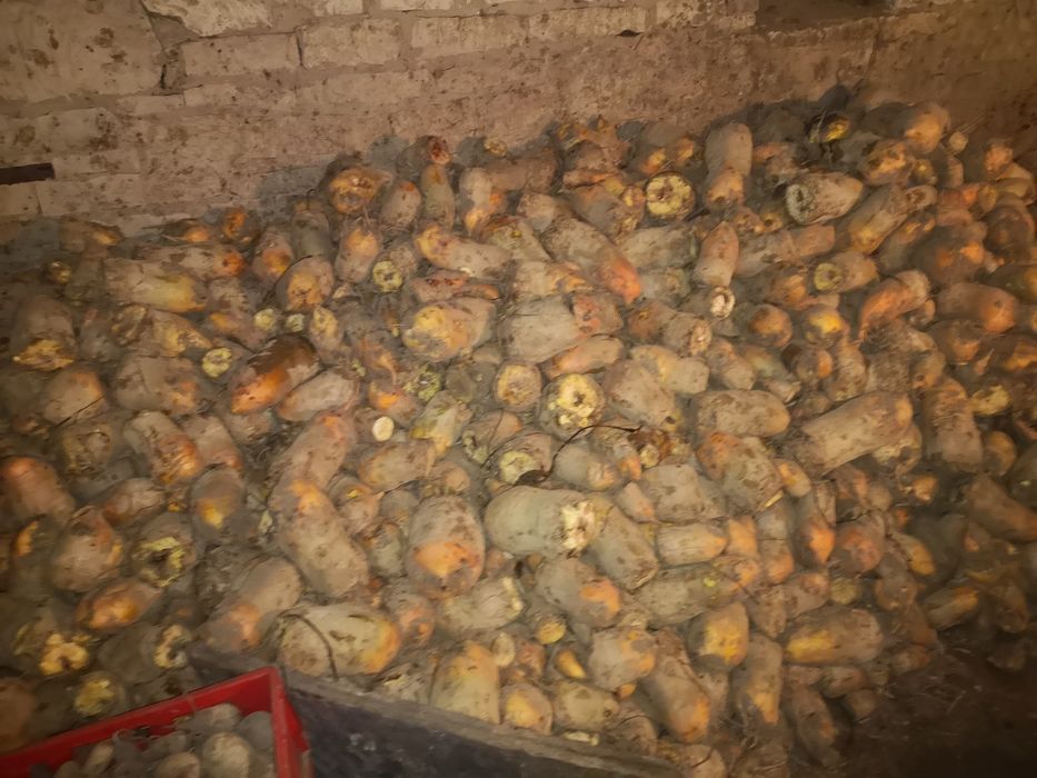 Buraki pastewne żółte