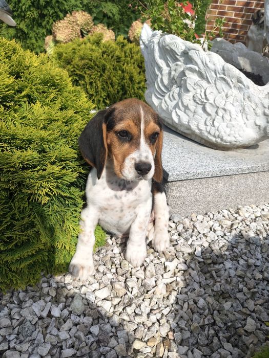 Beagle śliczna sunia