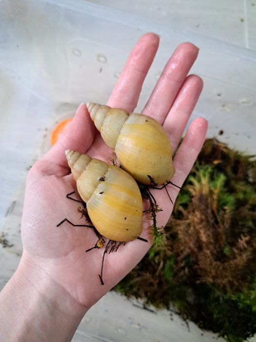 Ахатина фулика родации альбино, равлики, улитки