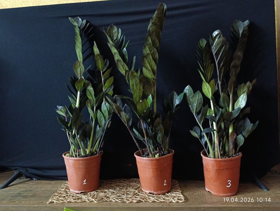 Заміокулькас Raven