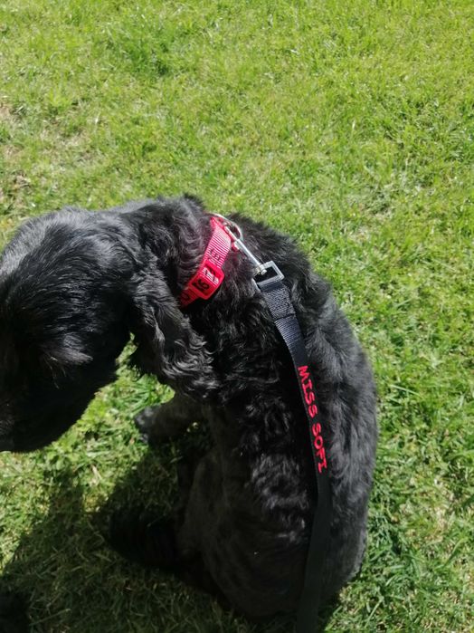 Trela personalisada para cães