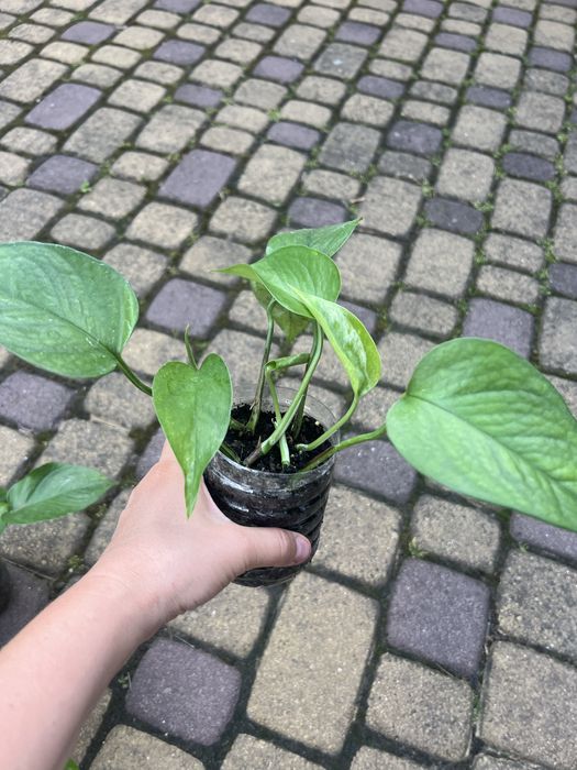 Епіпремнуми недорого