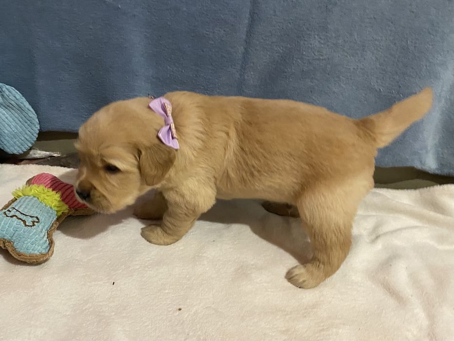 Złoty szczeniak Golden Retriever