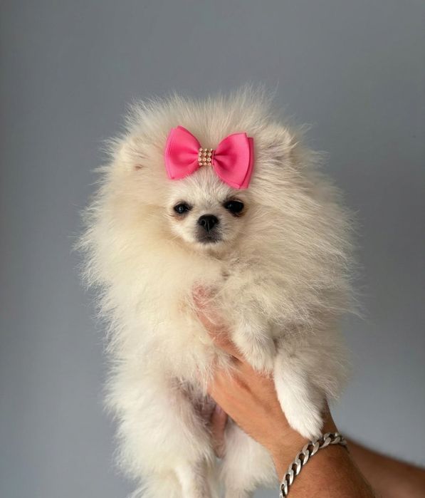 Spic miniaturowy pomeranian unikatowa sunia mini
