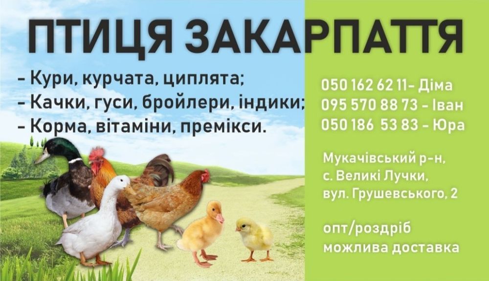 Кури несушки Домінант