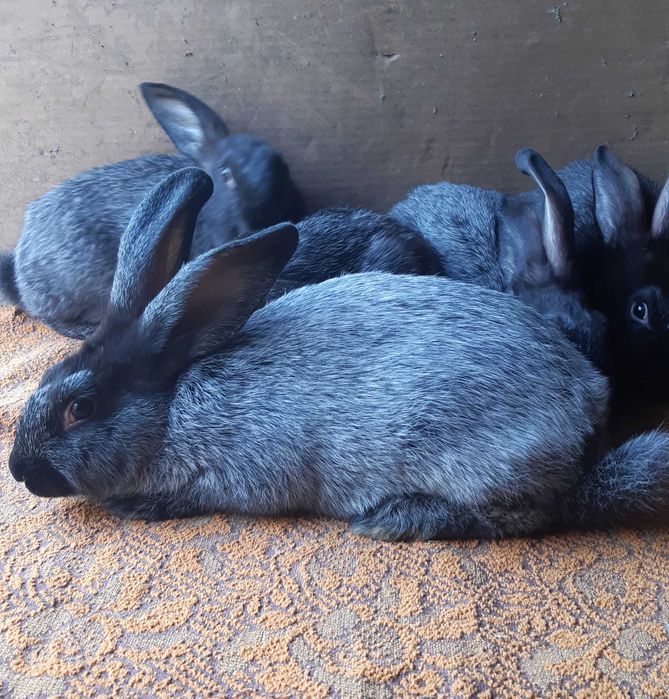 Кролики Полтавське срібло, Термондська біла: 150 грн. - Сільгосп ...