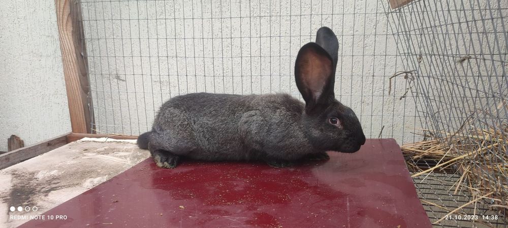 Продам кролів різних вікових груп