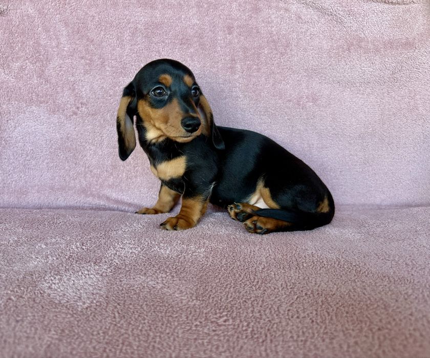 Jamnik miniaturowy suczka