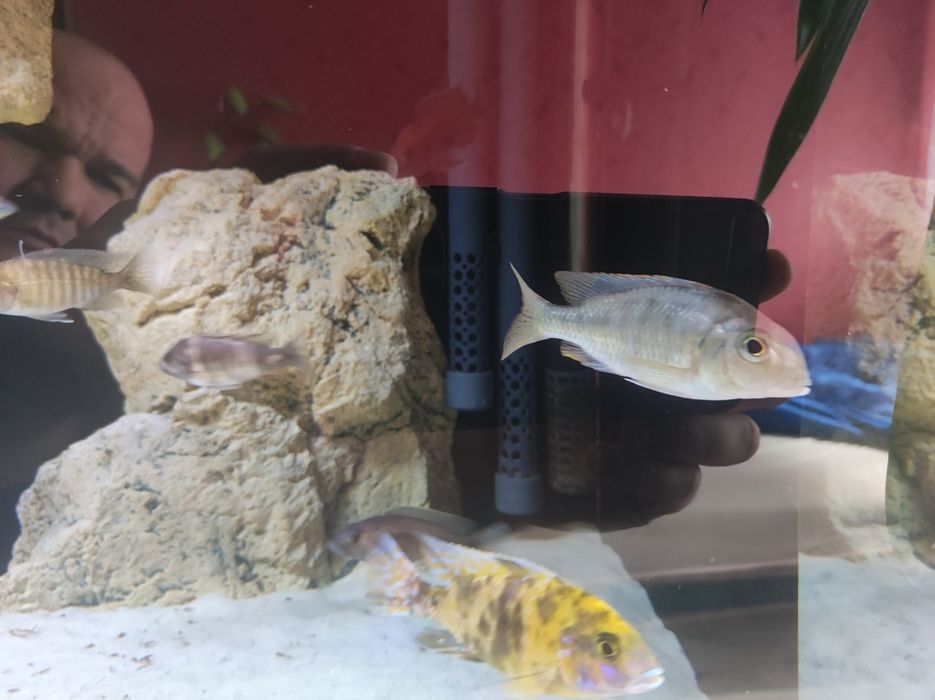 Lethrinops red cap