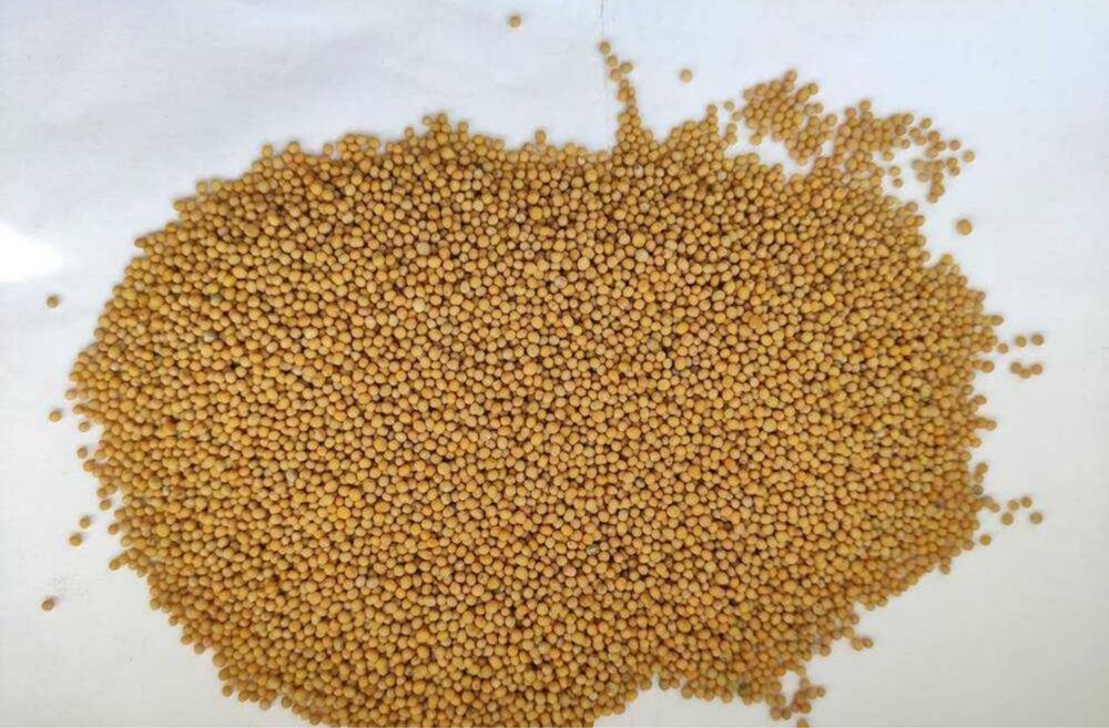 Продам Гірчицця «біла»