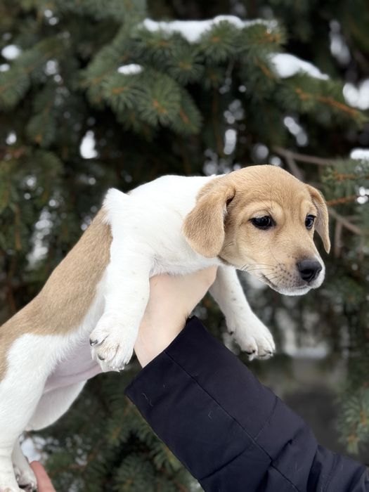 Цуценя  Джек Рассела