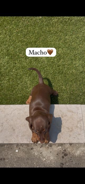 Teckel miniatura macho