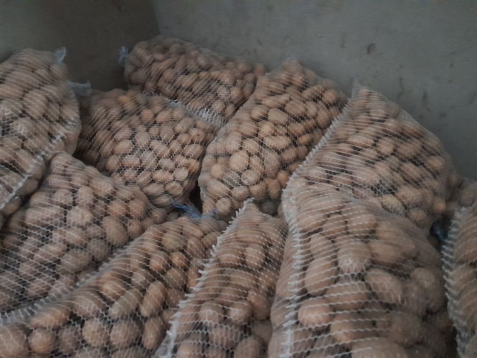 Ziemniaki  irga catania wielkości sadzeniaka 35-50