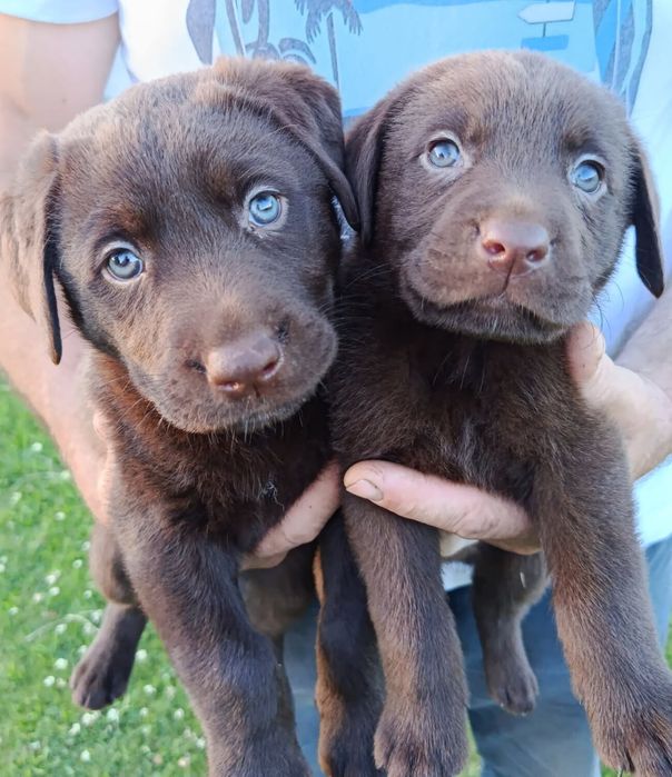 Labrador Retriever