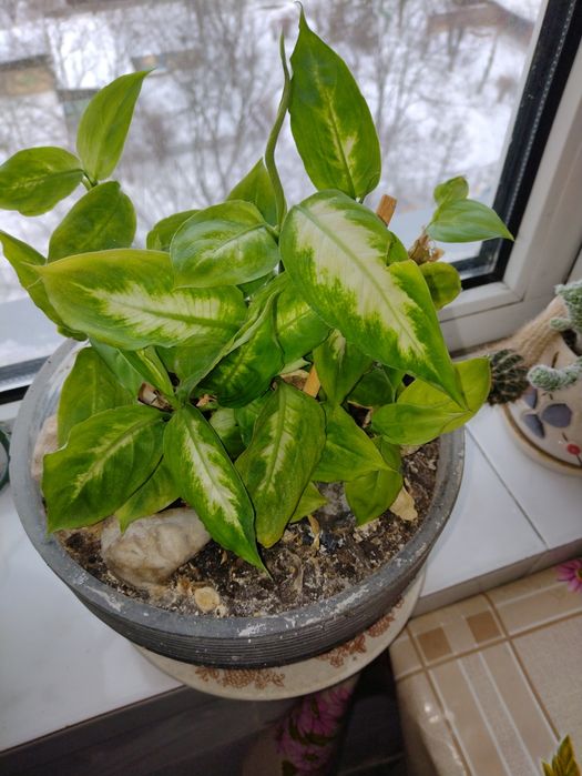 Диффенбахия Камилла