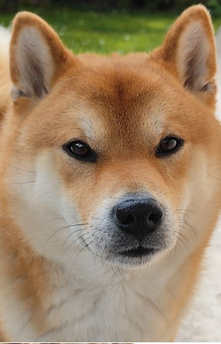 (Можно без денег )Мальчик сиба ищит пару без обязательств документы в