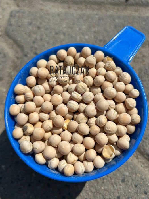 GROCH PASZOWY ziarno 5KG dla zwierząt gospodarskich gołębi ryb ptaków