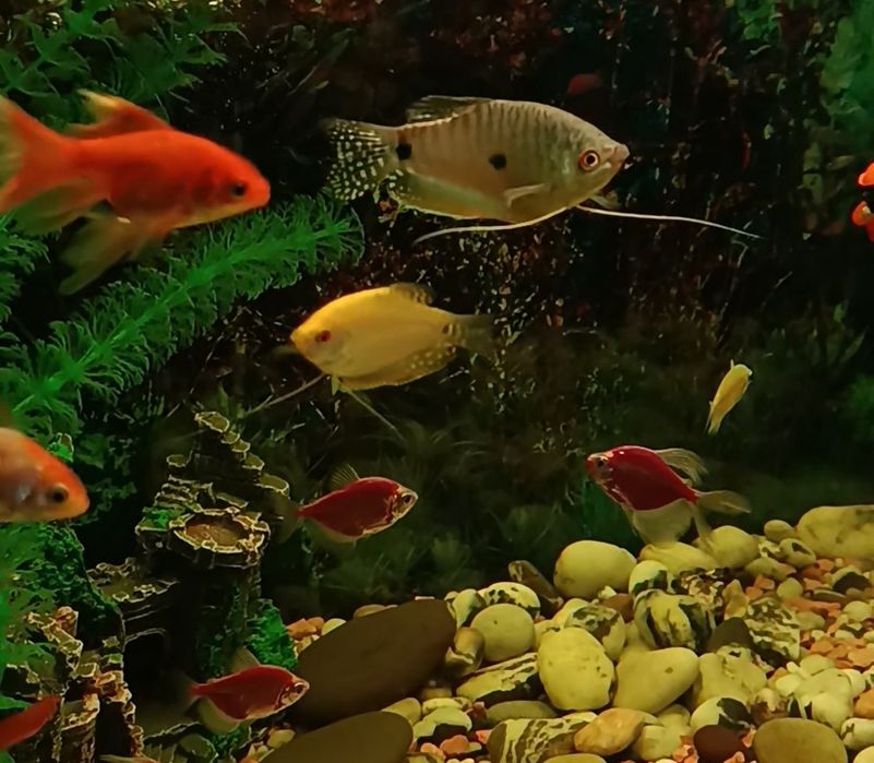 Аквариум 120 л совсем необходимым