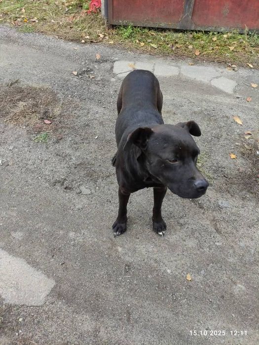 Песик Барні шукає родину