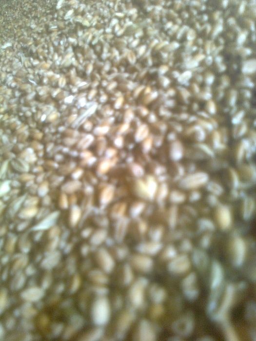 pszenica ozima z dowozem