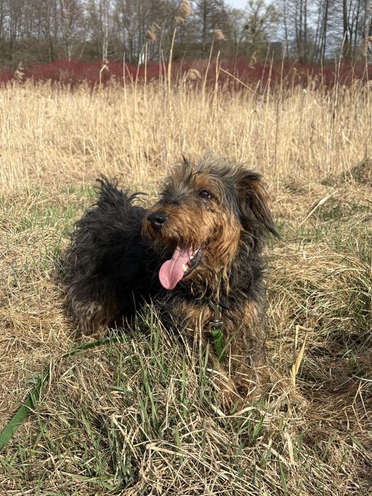 Supeł - Szuka domu!