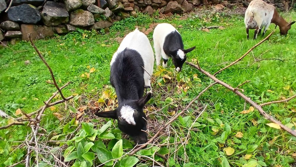 Cabras anãs muito meigas