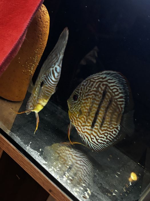 Sprzedam dyskowce 5-8cm  CZYTAC OPIS